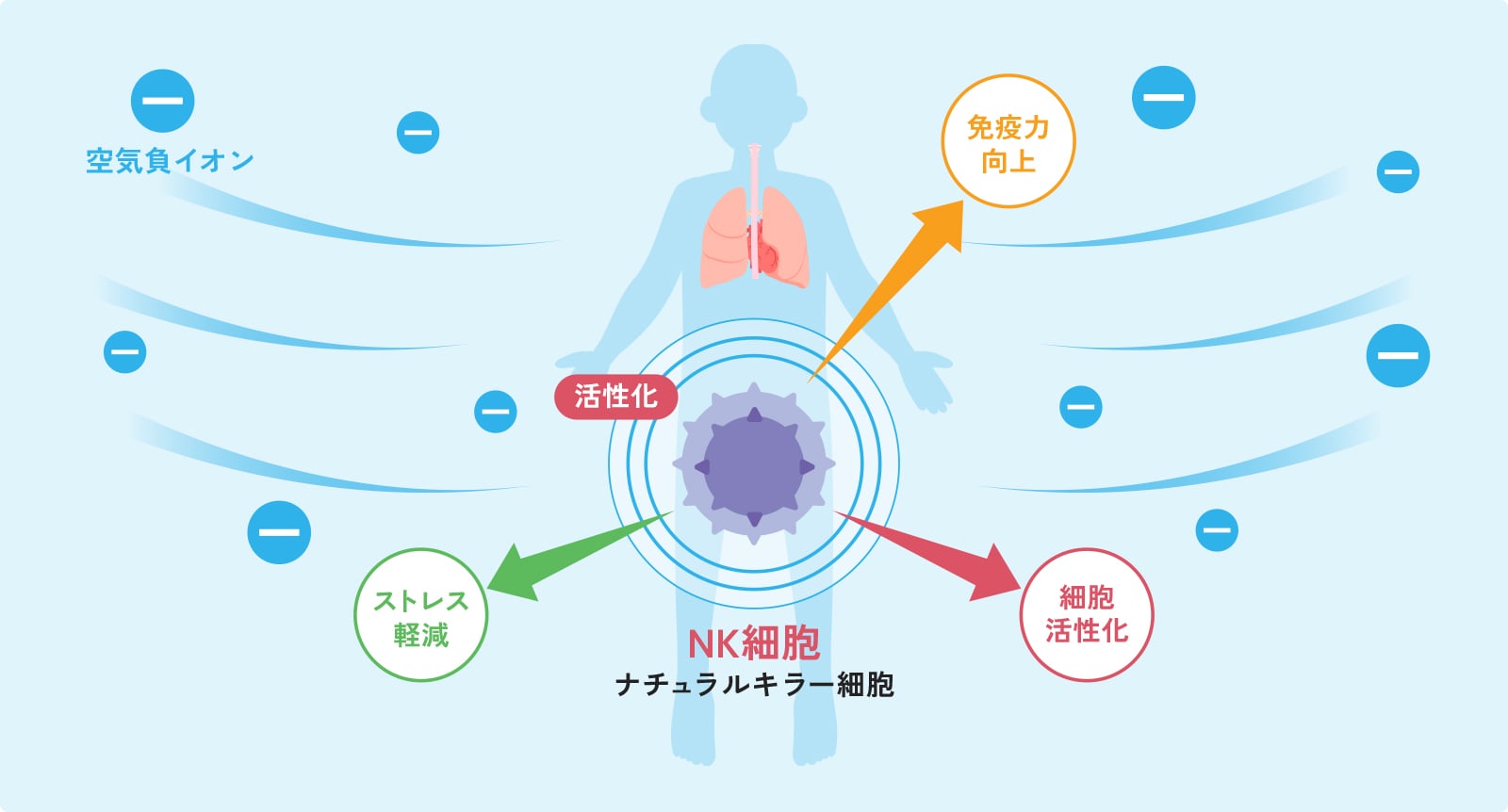 NK細胞